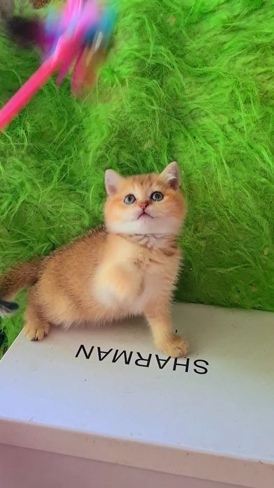Идеальные детки золотая шиншилла