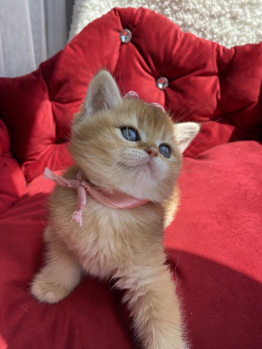 Чудесні янголятка …Золотої шиншили.