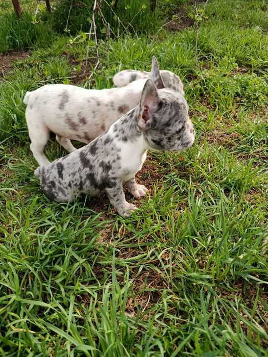 Прекрасные французики