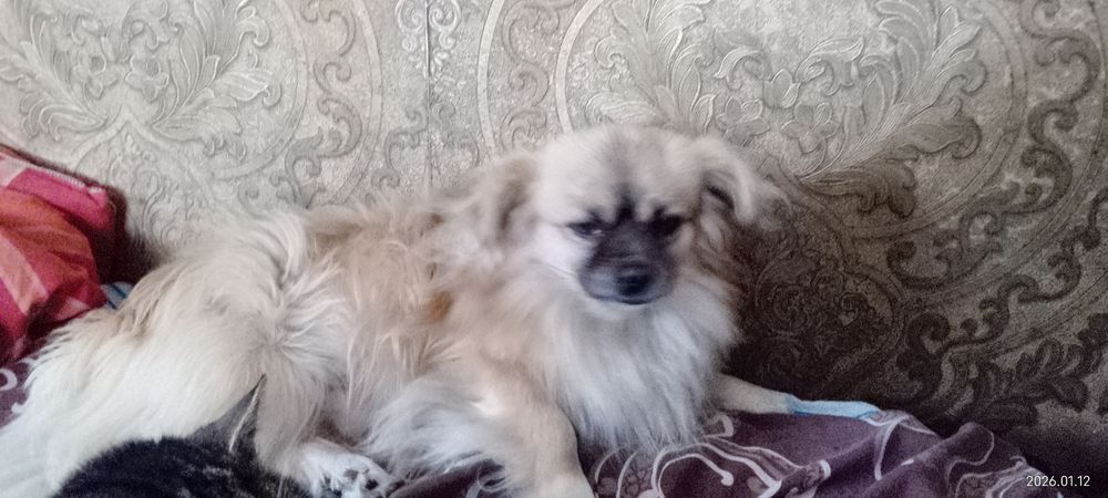 Потребує  девочку