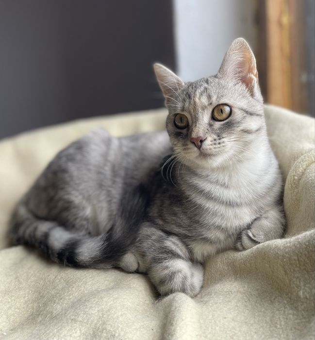 Котенок девочка ищет дом