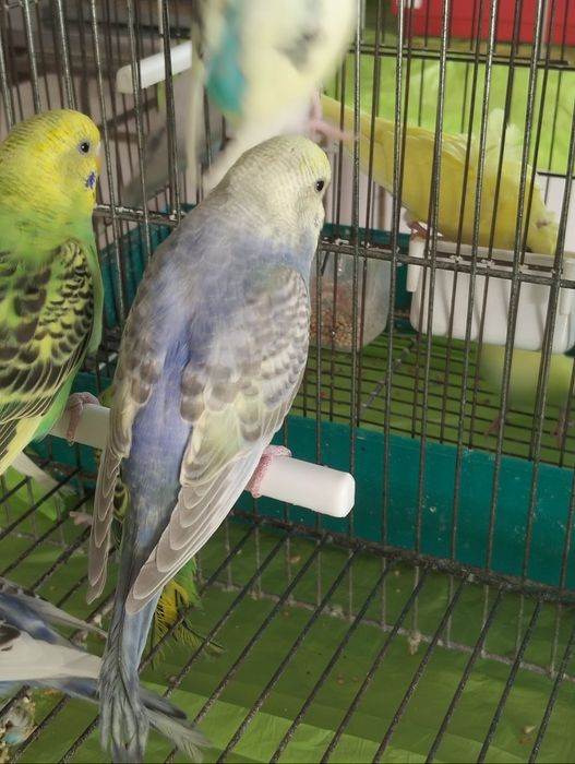Piriquitos australianos