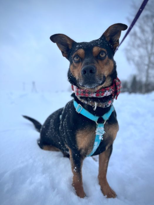 Mały Roki szuka domku!!