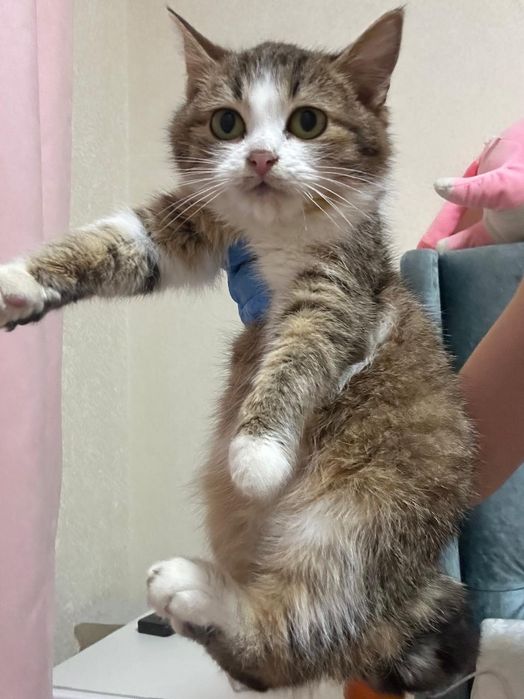 Кошеня мініатюрних розміріа