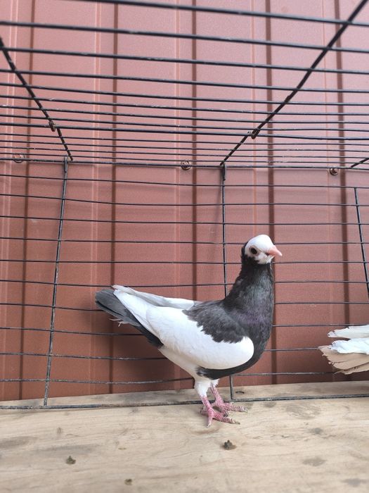 Samice samiczki koroniarz koroniarze gołębie ozdobne