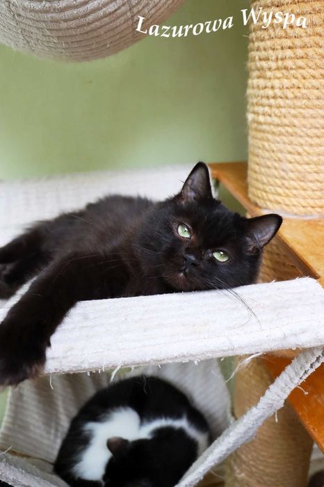 Ragdoll Czarna Perła