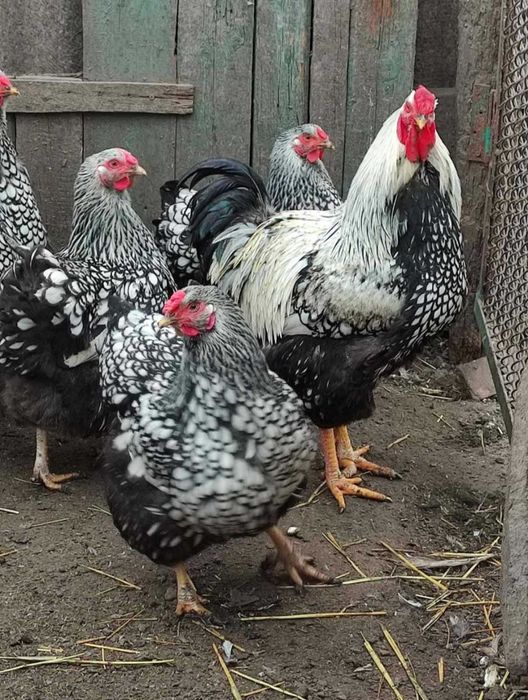 Віандот серебристий(яйця)