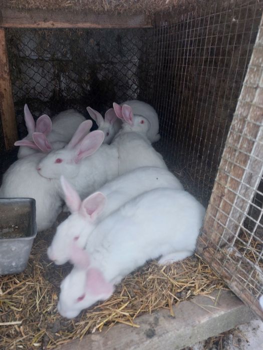 Кролі Термонська біла