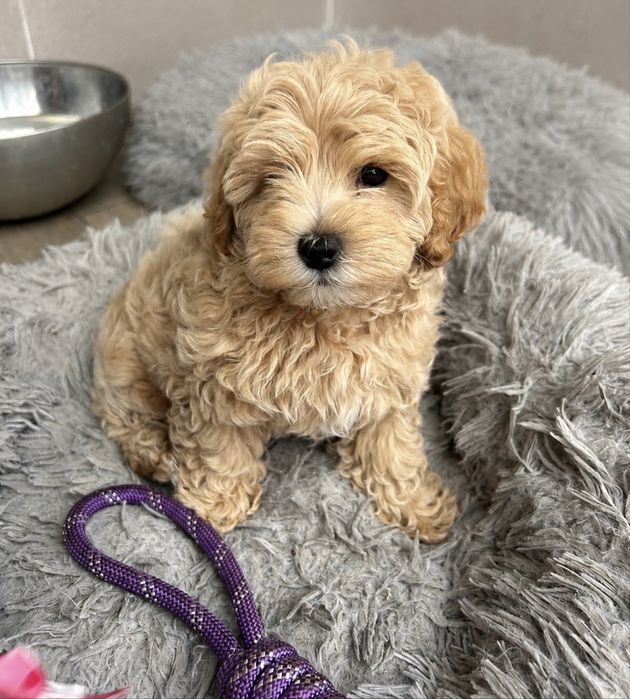 Maltipoo chlopiec
