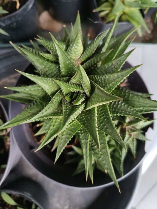 Haworthia limifolia