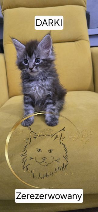 MAINE COON Śliczne Kociaki