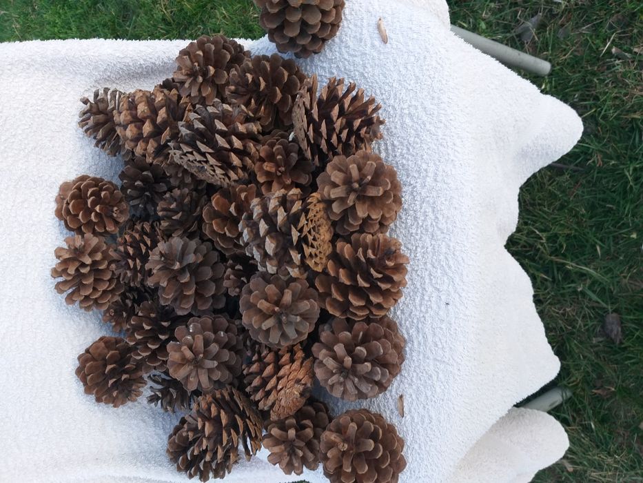 Szyszki do strojików i lasów w słojach