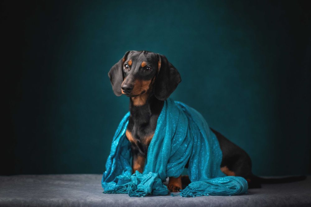 Підрощені такси мініатюрні, КСУ.