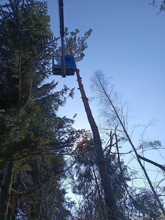 Wycinka drzew Alpinistycznie Profesjonalnie