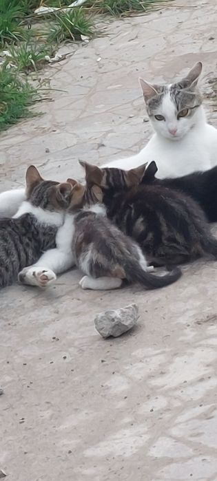 Oddam kotki 3 miesięczne