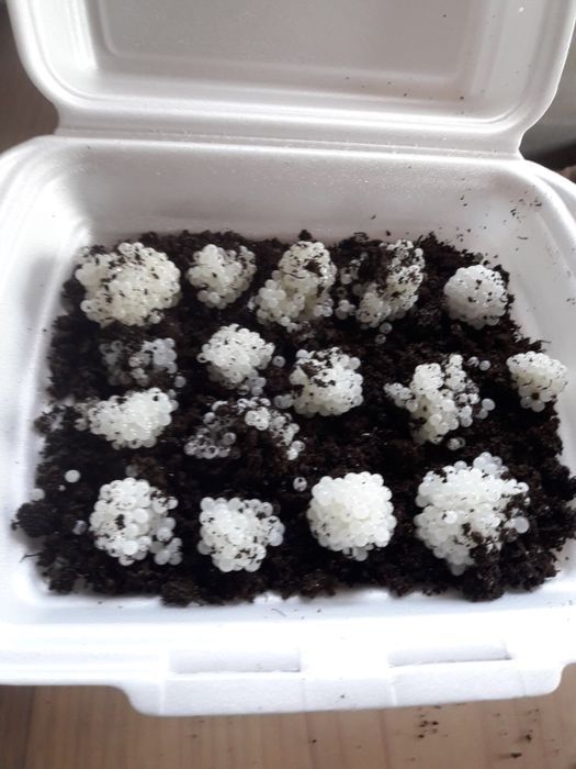 Равлики Helix aspersa Maxima