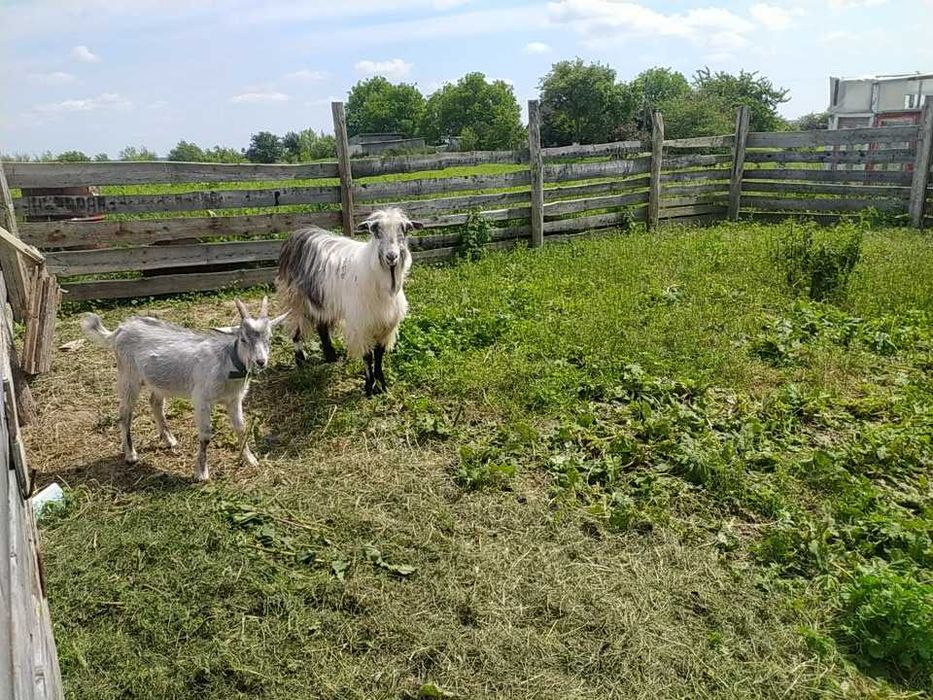 КОЗЕНЯТА хлопчики  продам 3 місяці