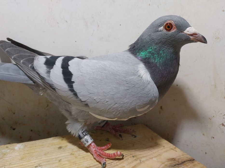 Gołębie pocztowe- Unikat! Samica NOR 2025- czip logo tel/ mega! Ptak