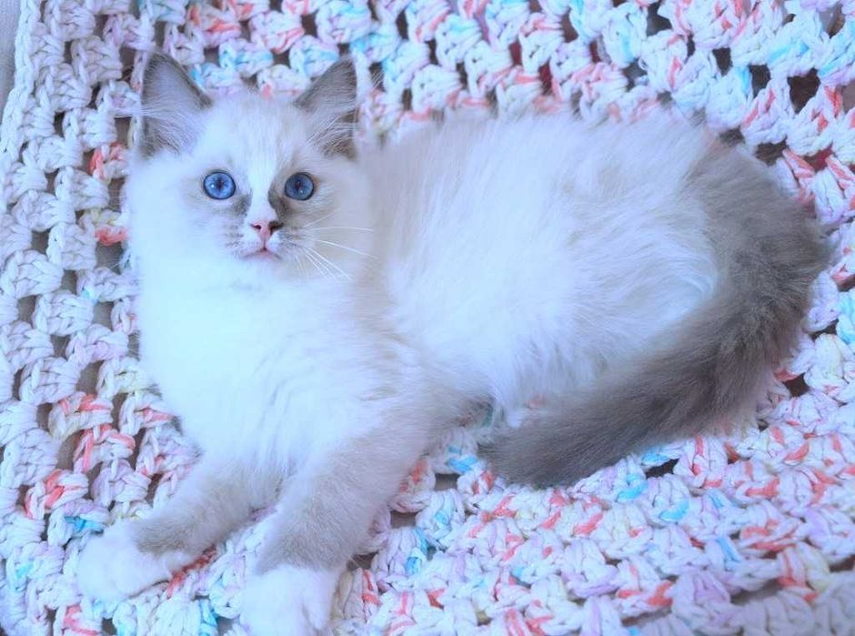 Очень милый и красивый котёночек Ragdoll//Регдолл в красивом окрасе
