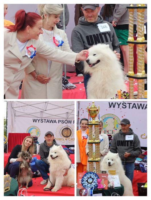 Samoyed piesek  biały miś