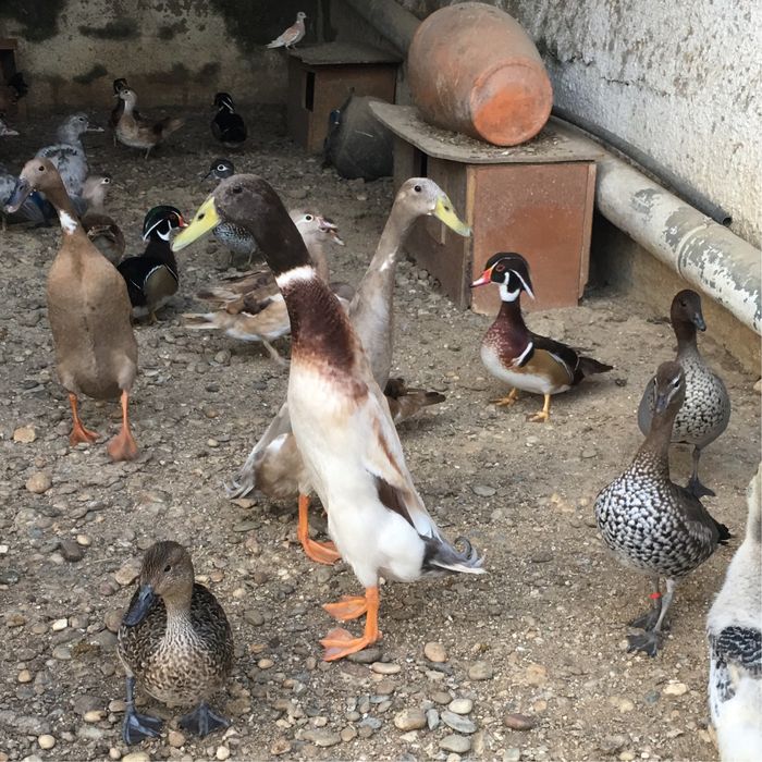 Ovos de pato de varias racas: corredor indiano/canard orpington