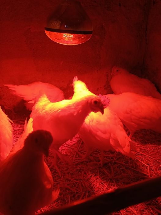 Galos leghorn com 1 mês e meio