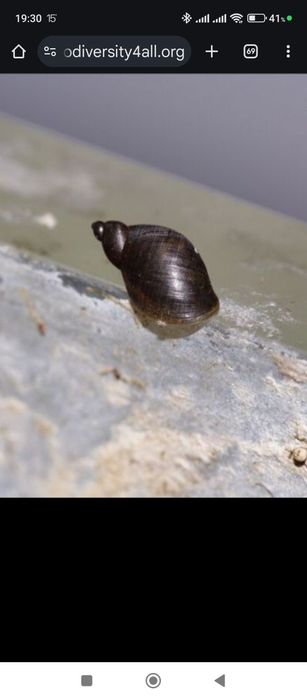 Pseudosuccinea columella - caracol de pintas douradas