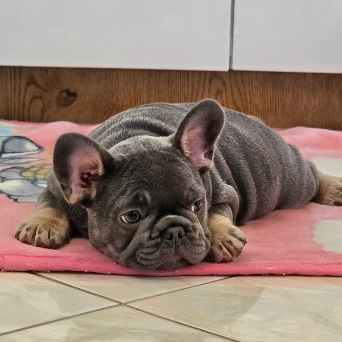 Buldog Francuski śliczny Blue Tan