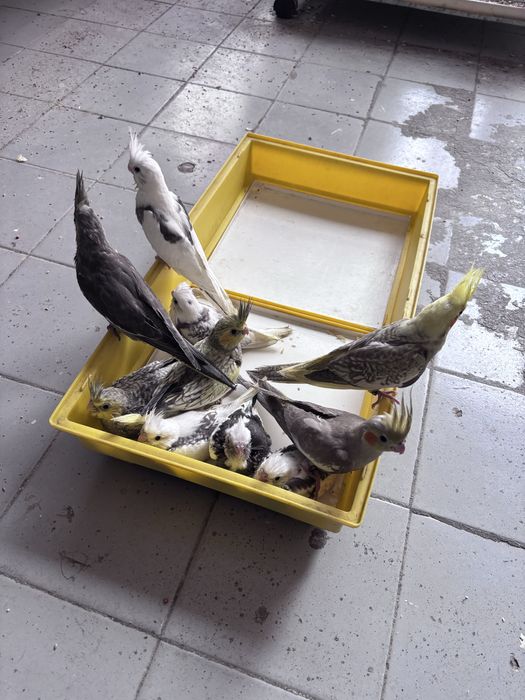 Caturras bebes, criadas à mão