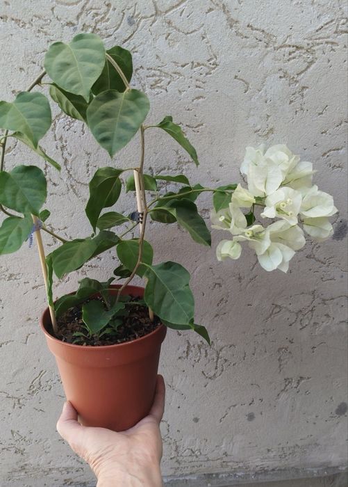 Бугенвілія  Bougainvillea  з цвітом