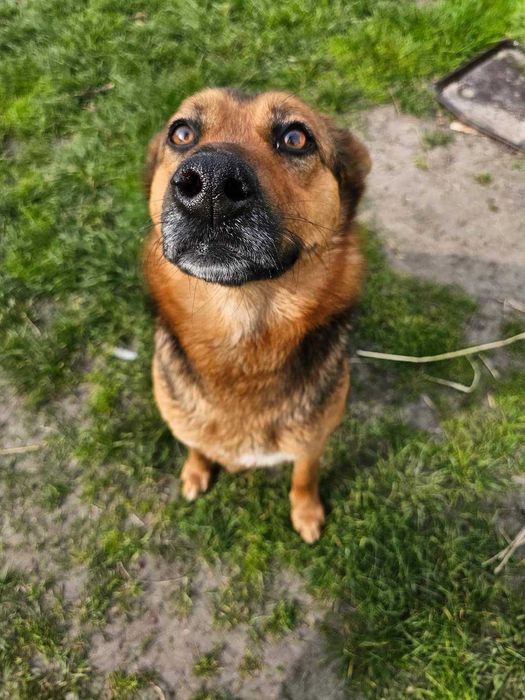 Sunia Mucha do adopcji