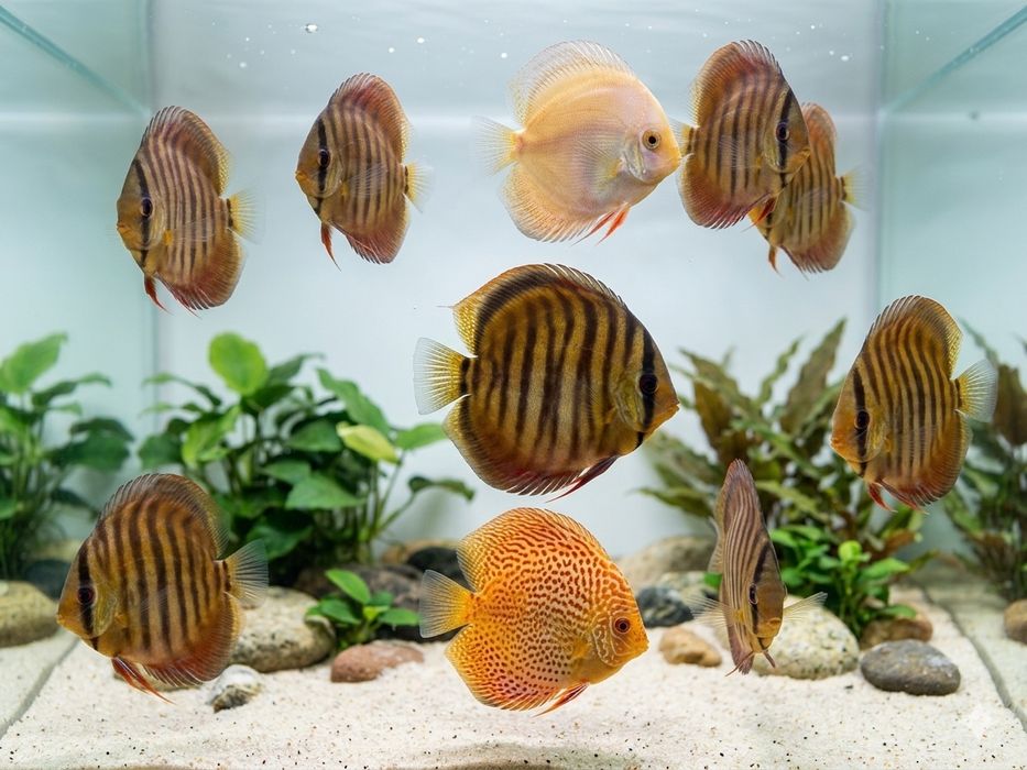 Продам дискусів(discus)