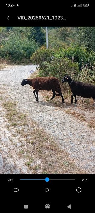Vando borrego novo