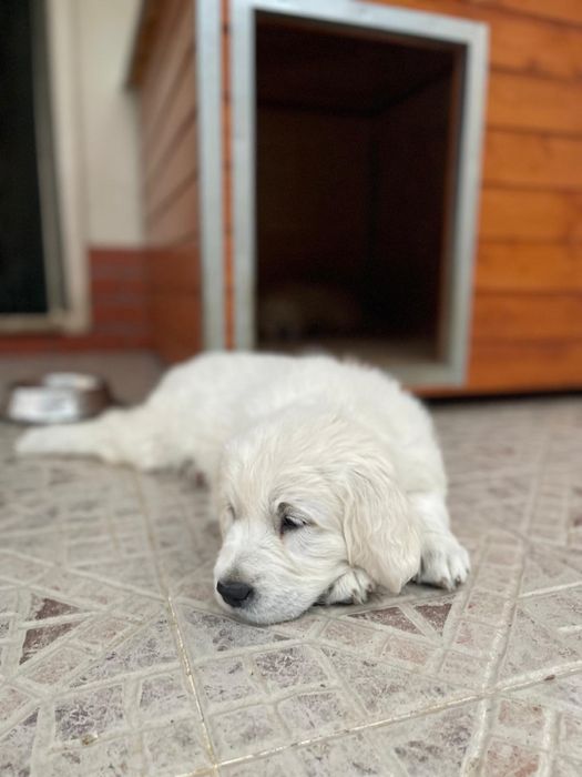 Golden Retriever 2 meses