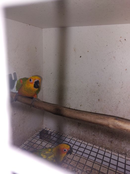 Aratingas criadas à mão.