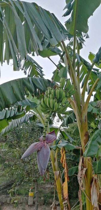 Bananeiras que produzem em Portugal Continental