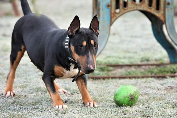 Balbina, do adopcji, Amstaffy Niczyje