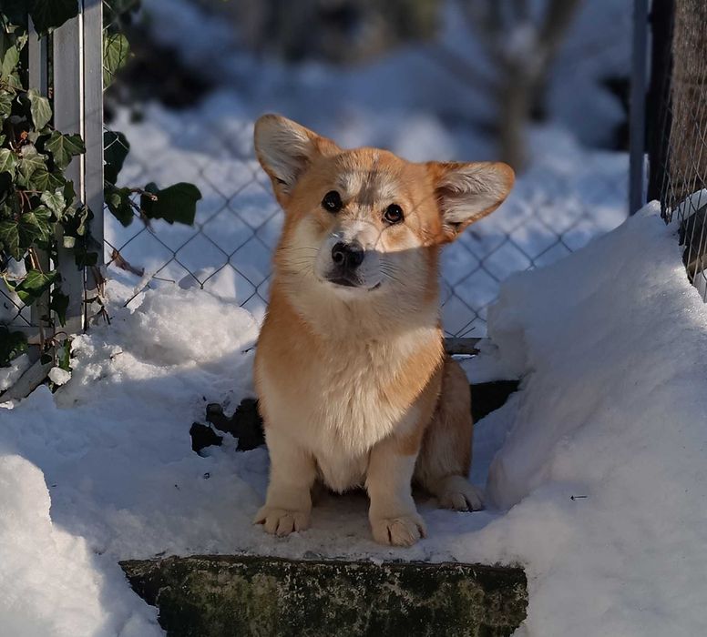 Симпатичні і ласкаві вельш коргі пемброк