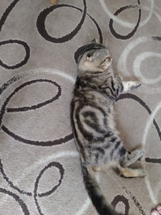 котик шотландський капловухий