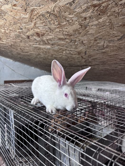 Кролики Термонці