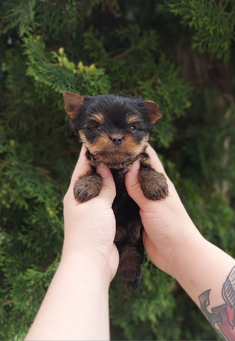 Міні йорки. Малесенькі мікро міні цуценята йорк.
