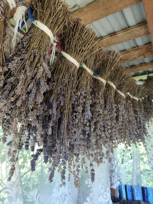 Лаванда суха,квіти лаванди