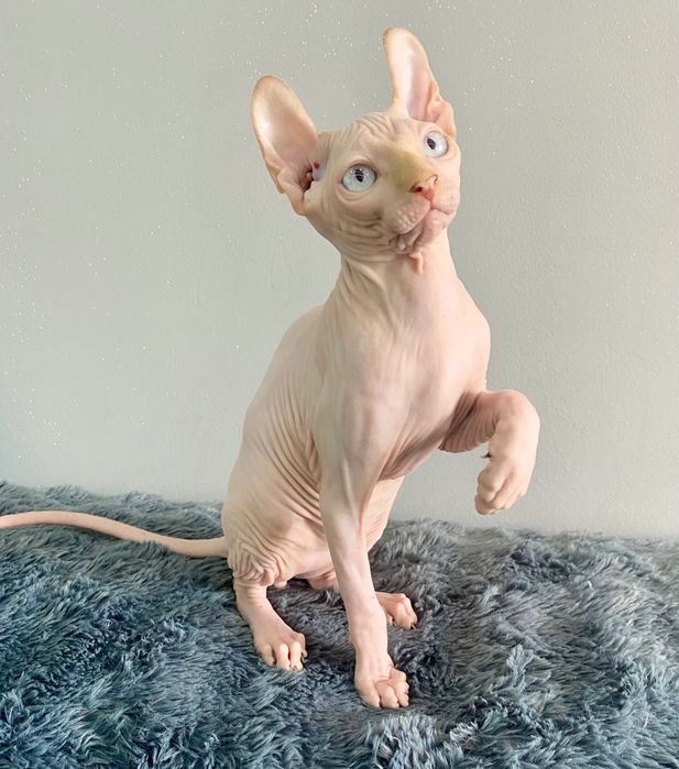 Sfinks SPHINX dzieciak wyjątkowy kotek