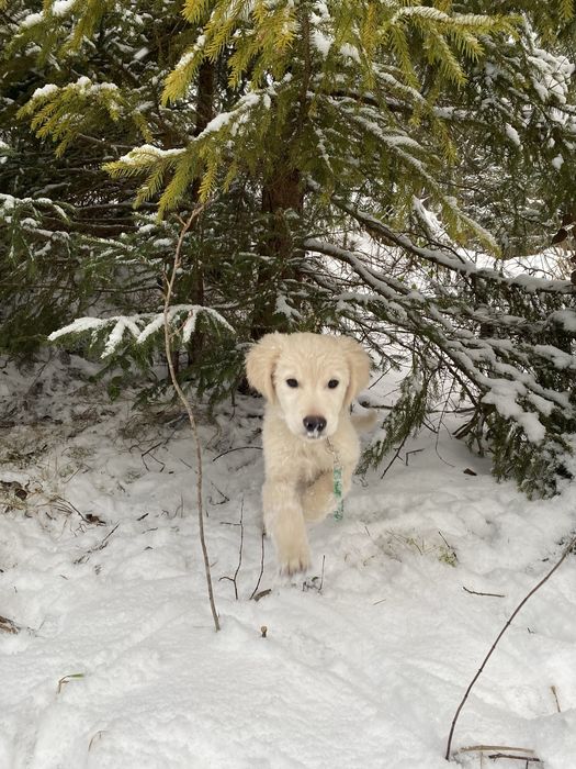 Голден ретривер (цуценята)