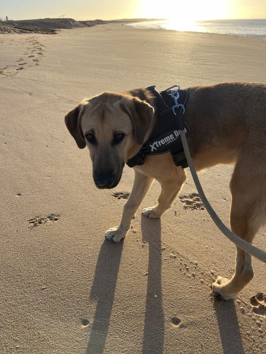 Cao Pastor alemao x Rafeiro alentejano
