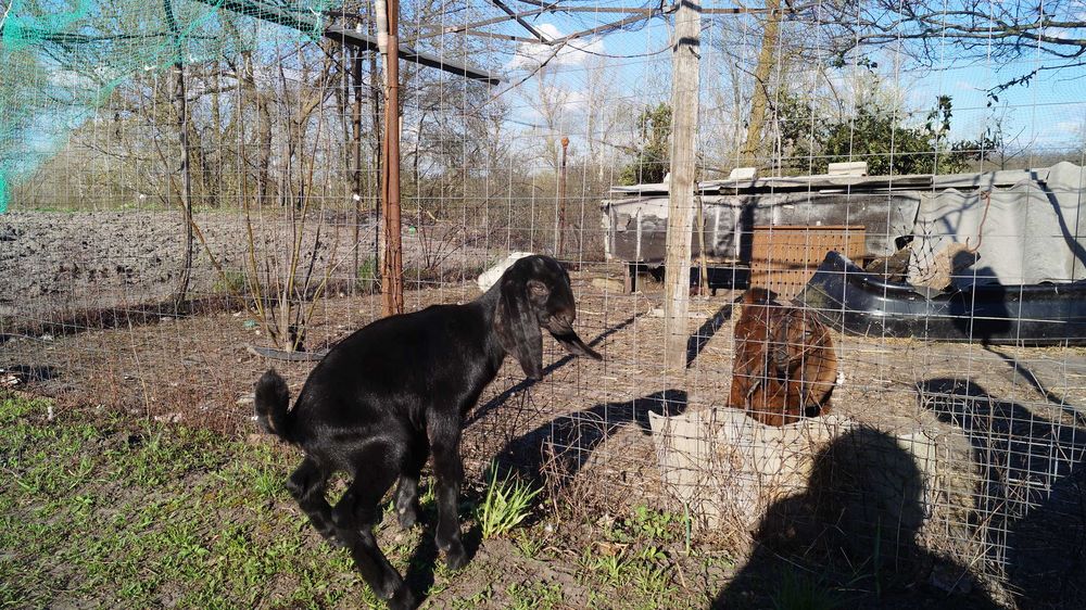 козлята нубійські