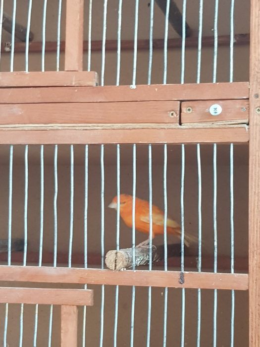 Клітки для канарейки.