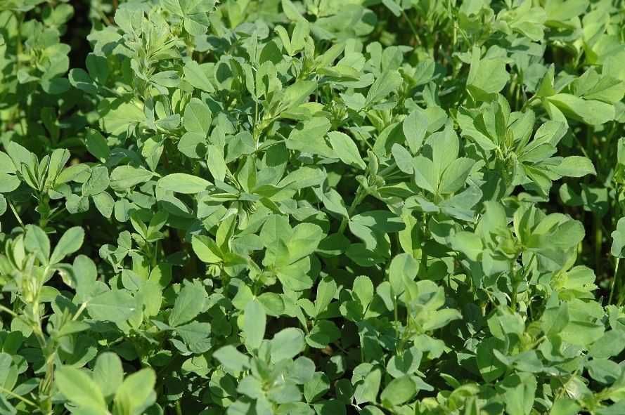 Сіно люцерни гранульоване