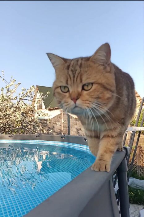 В'язка шотландського гостровухого