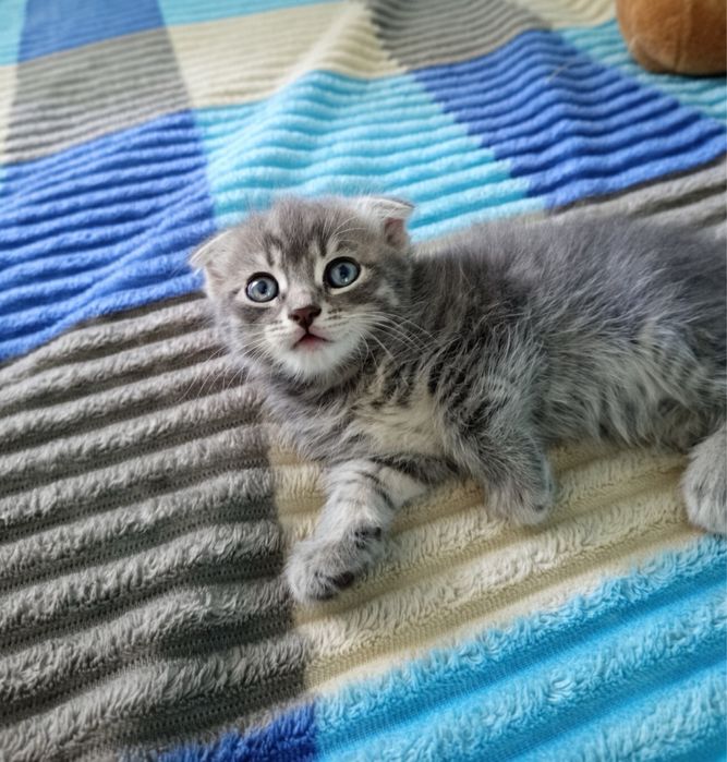 Подарую кошенят